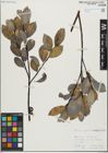 Foto von Salix glabra Scop. x Salix mielichhoferi Saut.